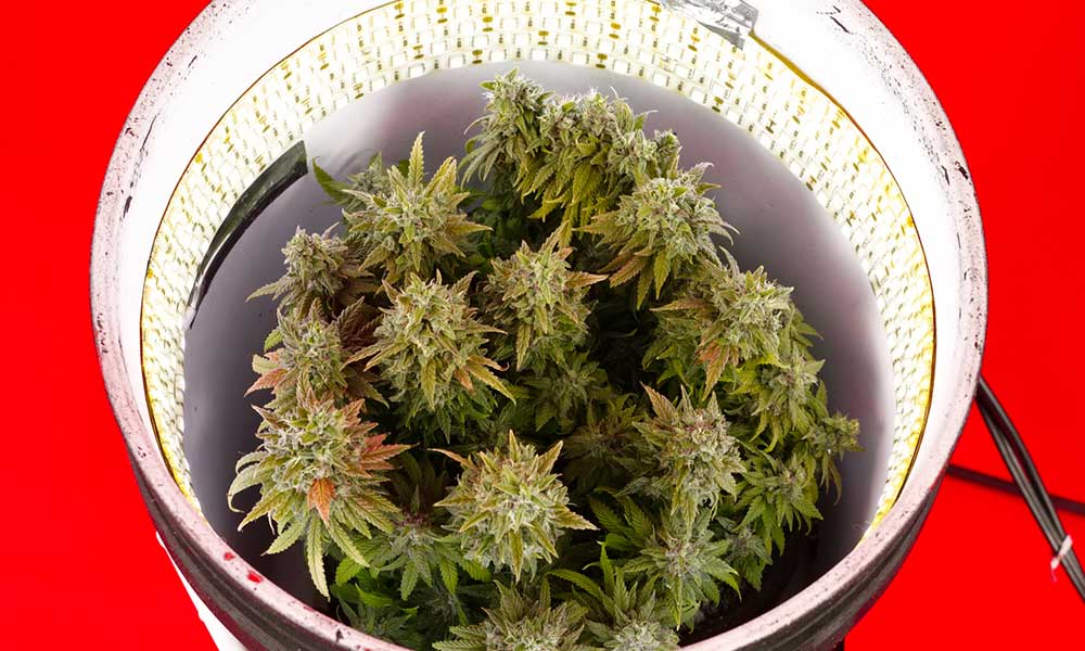How to Use Space Buckets for Home Cultivation