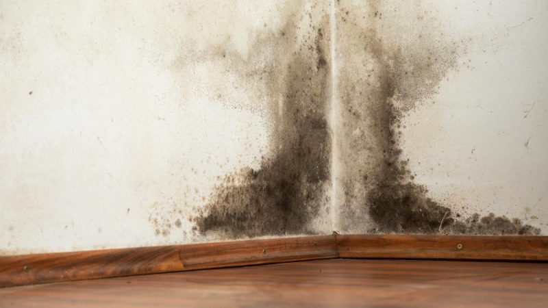 Black Mold Exposure Treatment