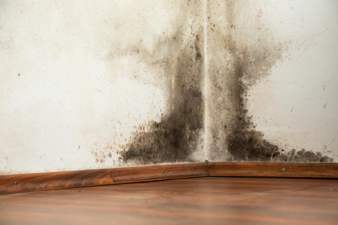 Black Mold Exposure Treatment