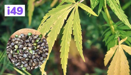 How Will You Identify Bad Cannabis Seeds? Here’s A Guide