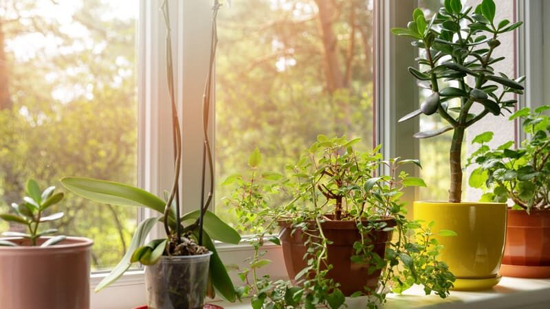 The Ultimate Guide To Choosing The Right Sill Plants For Your Windowsill