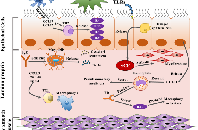 A Review on Chronic Inflammation and Narrowing of the Airways