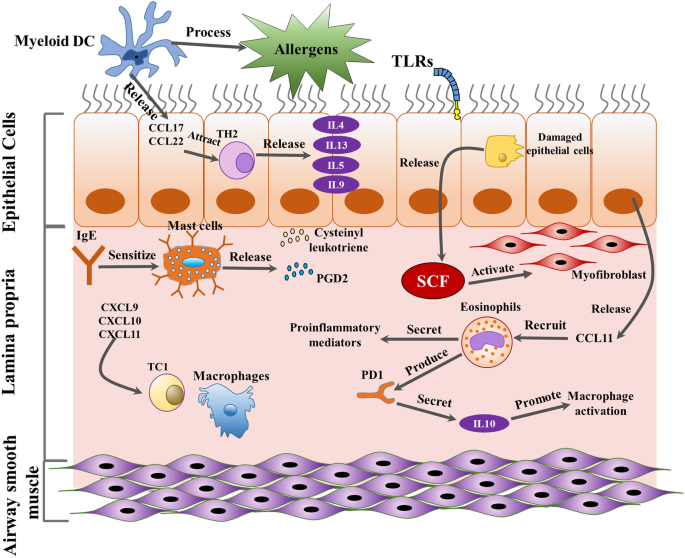 A Review on Chronic Inflammation and Narrowing of the Airways