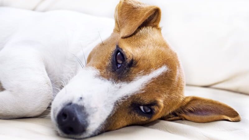 Is Ehrlichia in dogs curable? 