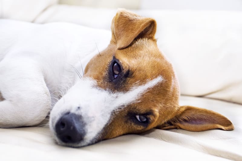 Is Ehrlichia in dogs curable? 