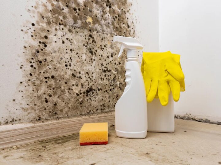 Combatting Airborne Spores: How Air Purifiers Defend Against Mold