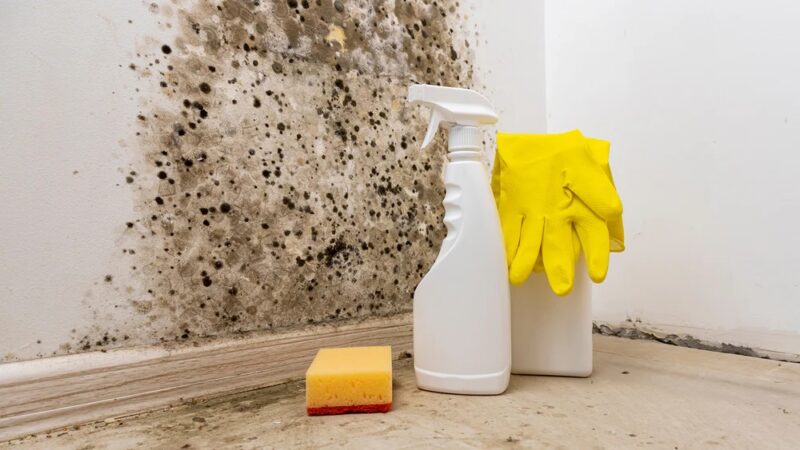 Combatting Airborne Spores: How Air Purifiers Defend Against Mold